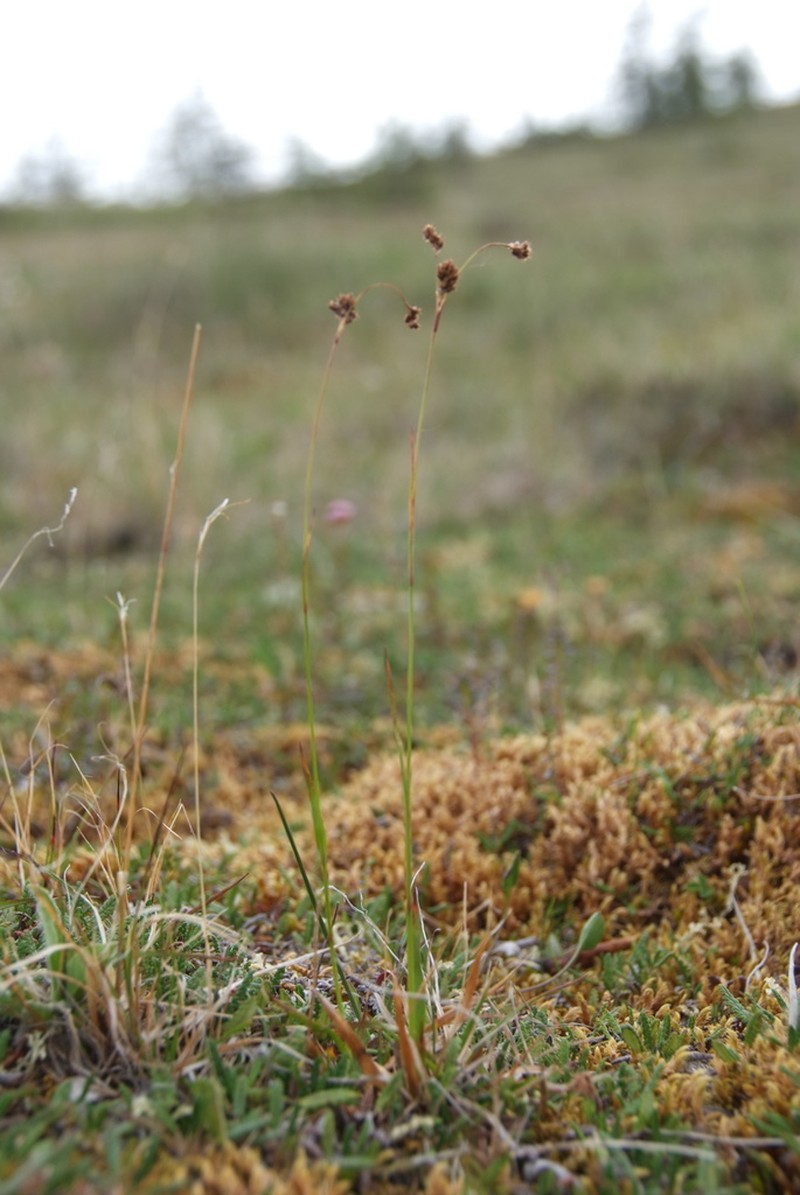 Tundra Woodrush photo 2