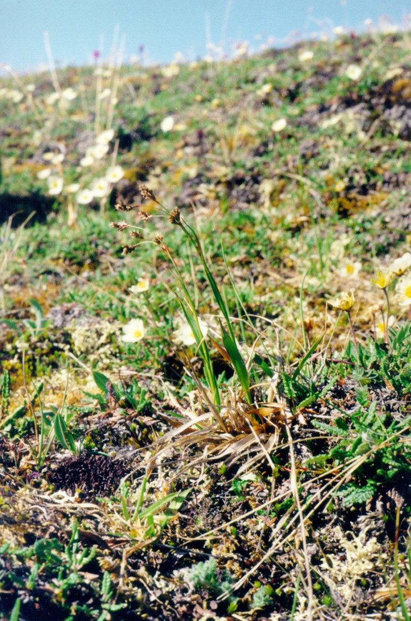 Tundra Woodrush photo 3