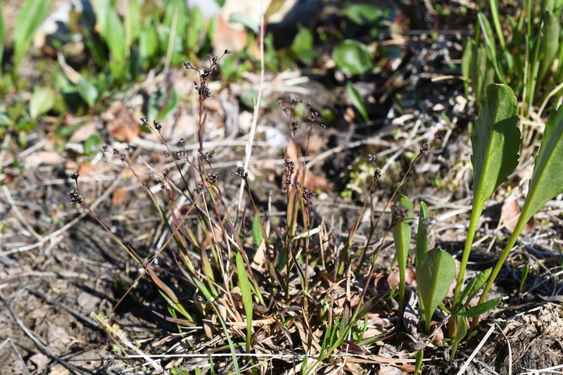 Tundra Woodrush photo 4