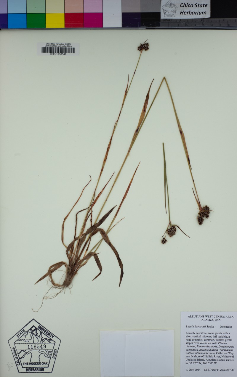 Luzula kobayasii photo 3