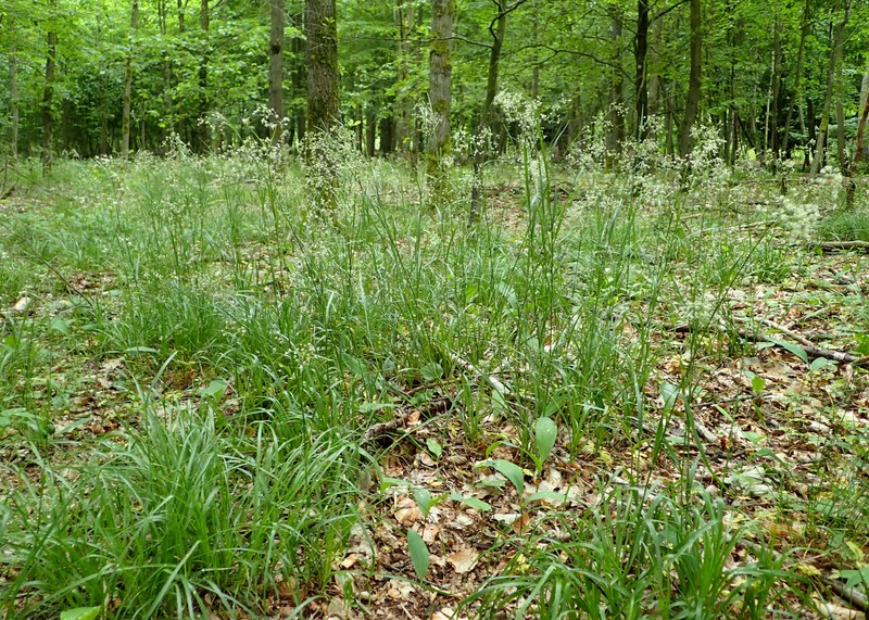 Oakforest Woodrush photo 2
