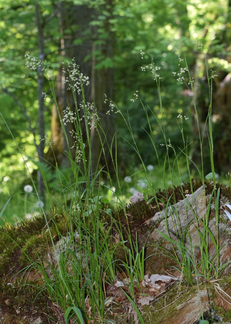 Oakforest Woodrush photo 8