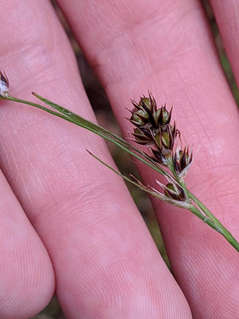 Luzula macrantha
