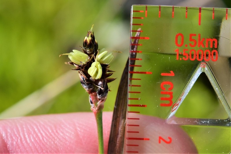 Luzula macrantha photo 2