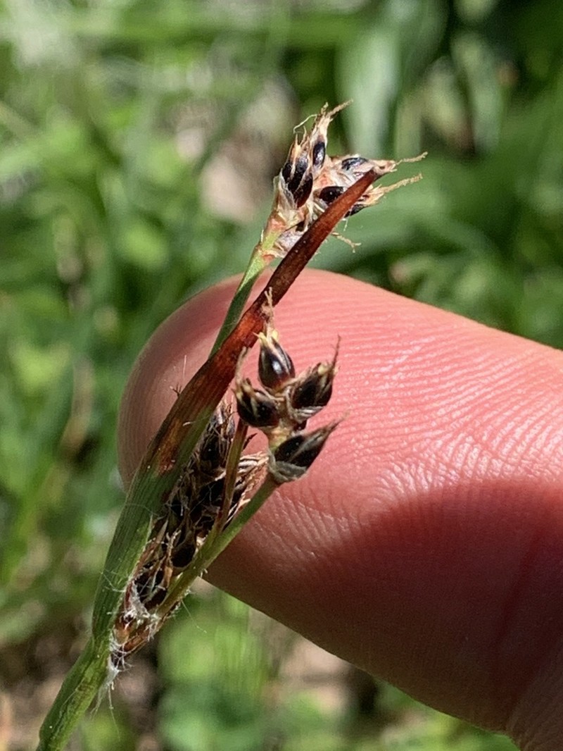 Luzula macrantha photo 3