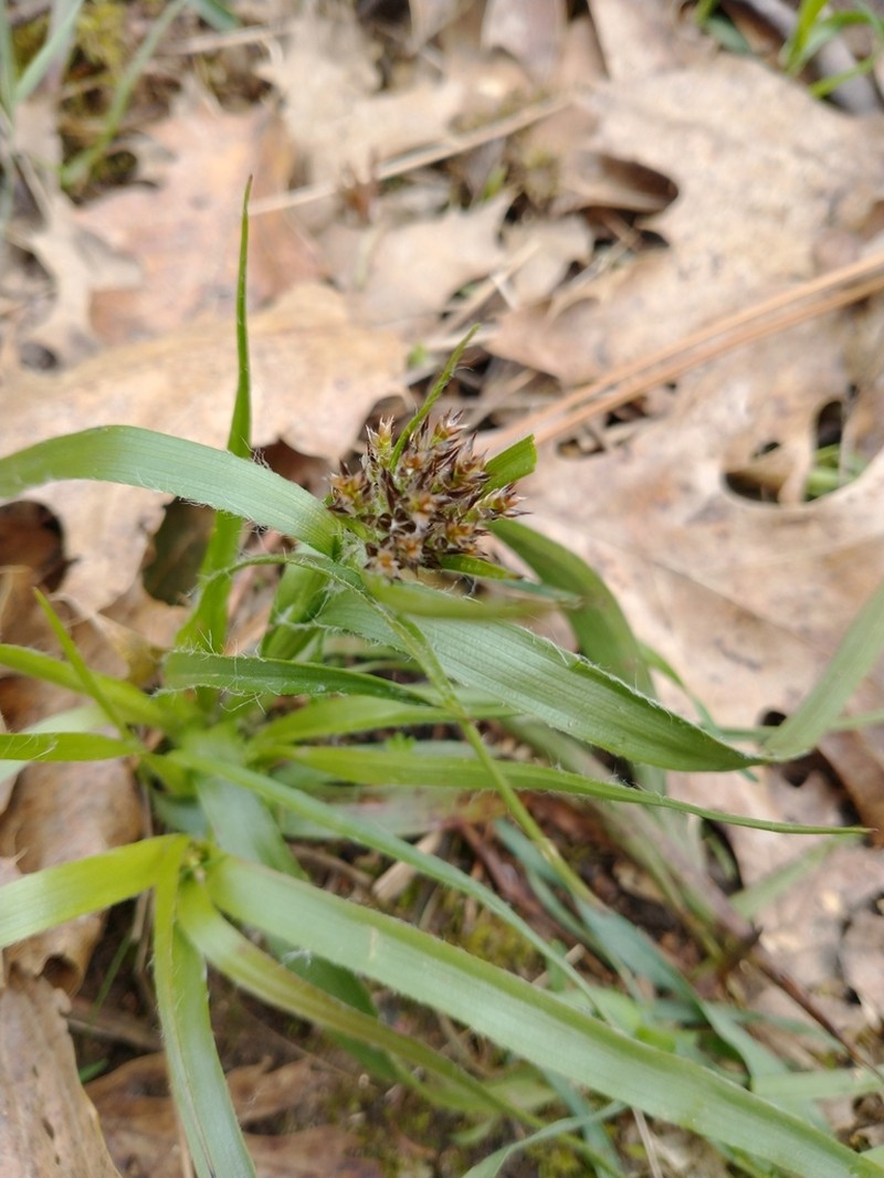 Luzula macrantha photo 4