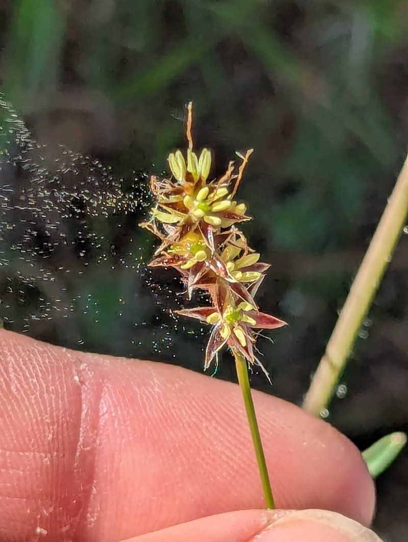 Luzula macrantha photo 5