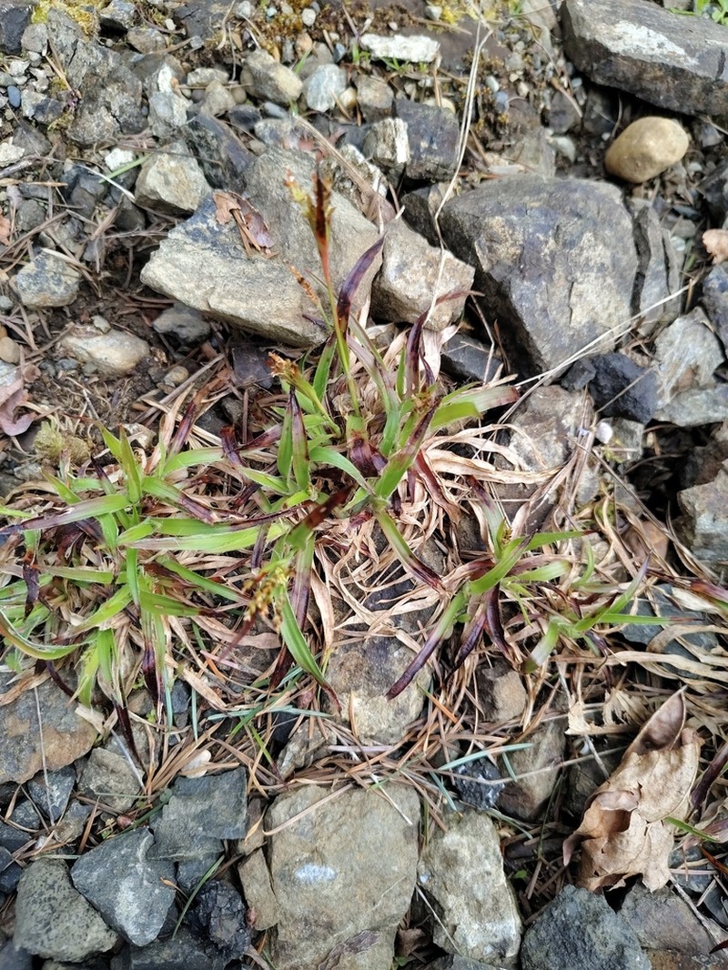Luzula macrantha photo 6