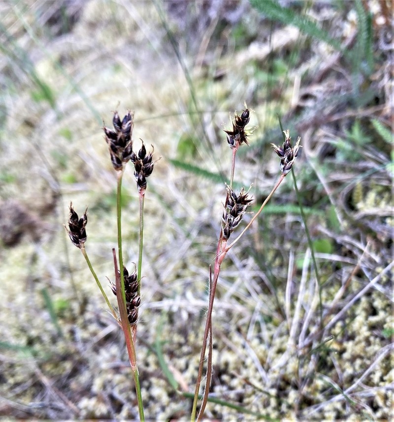 Luzula macrantha photo 7