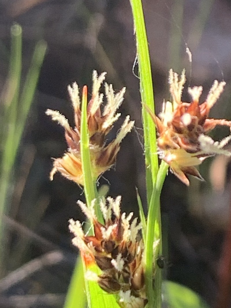 Luzula macrantha photo 8
