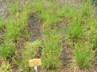 Common Woodrush