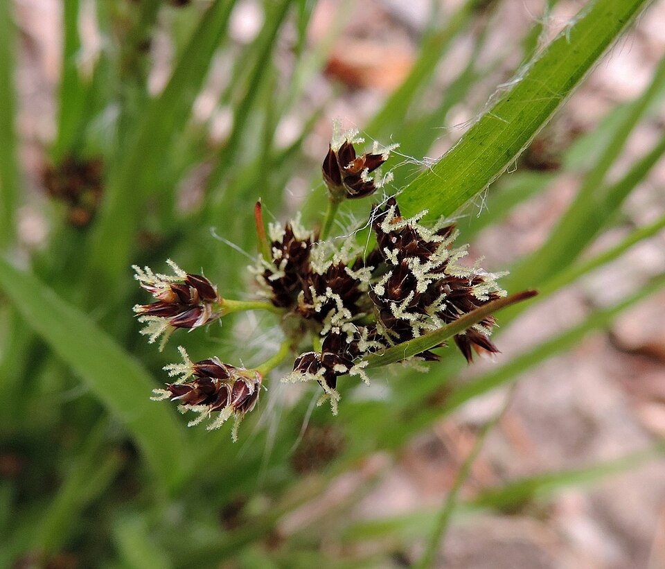 Common Woodrush photo 5