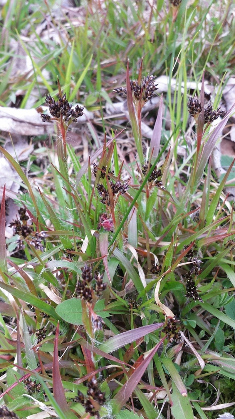 Common Woodrush photo 5