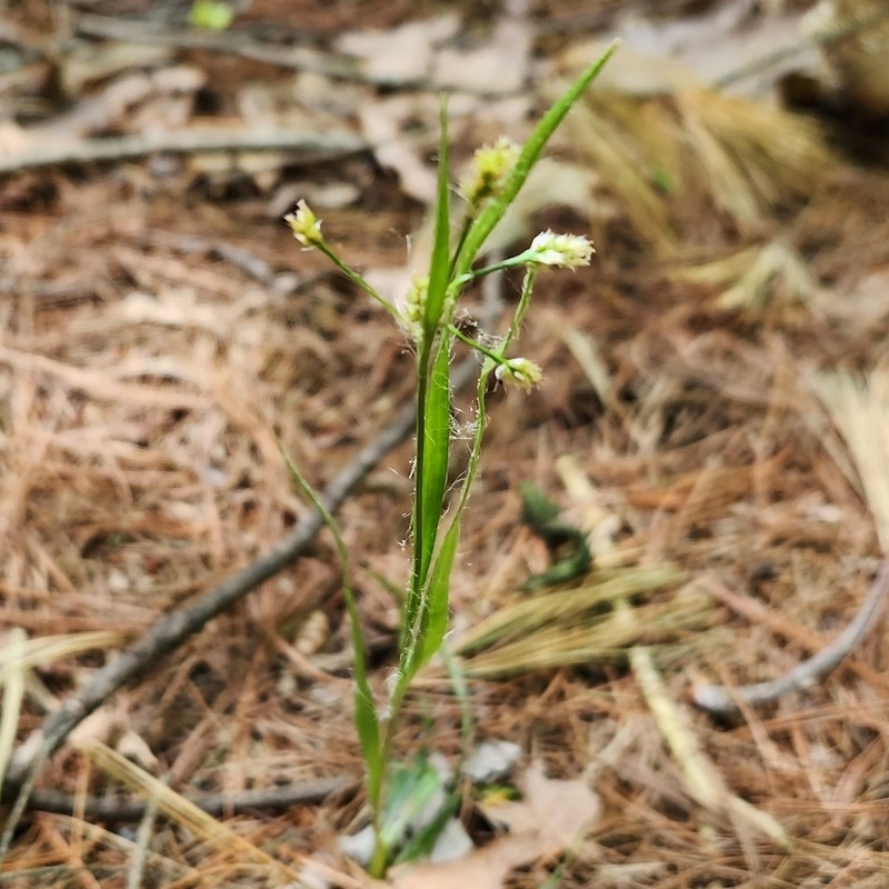 Common Woodrush photo 7