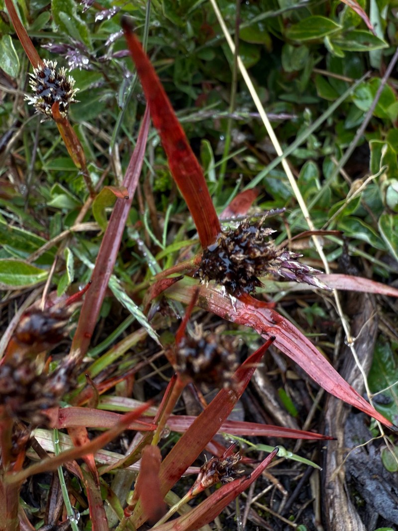Luzula multiflora subsp. frigida