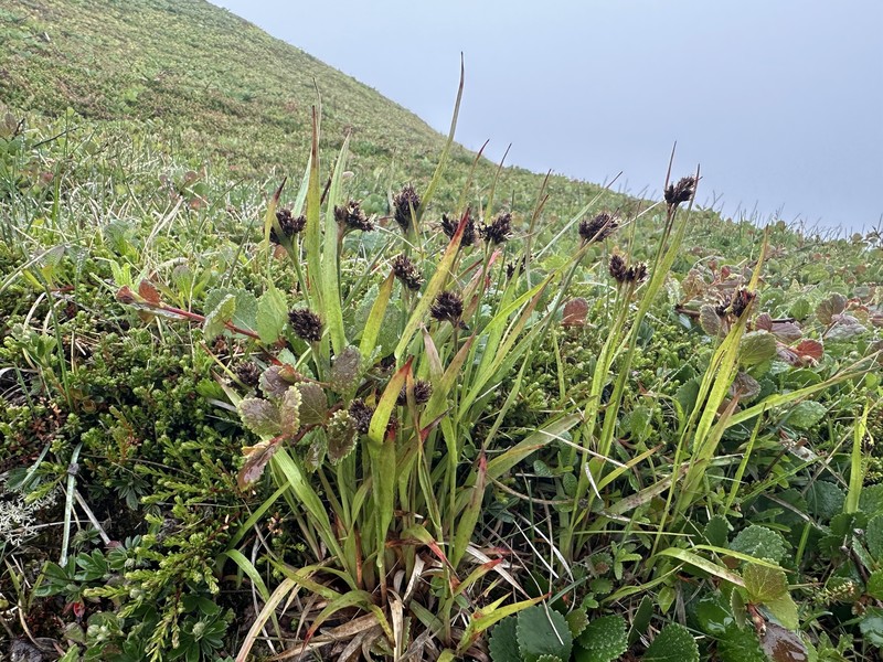 Luzula multiflora subsp. frigida photo 2