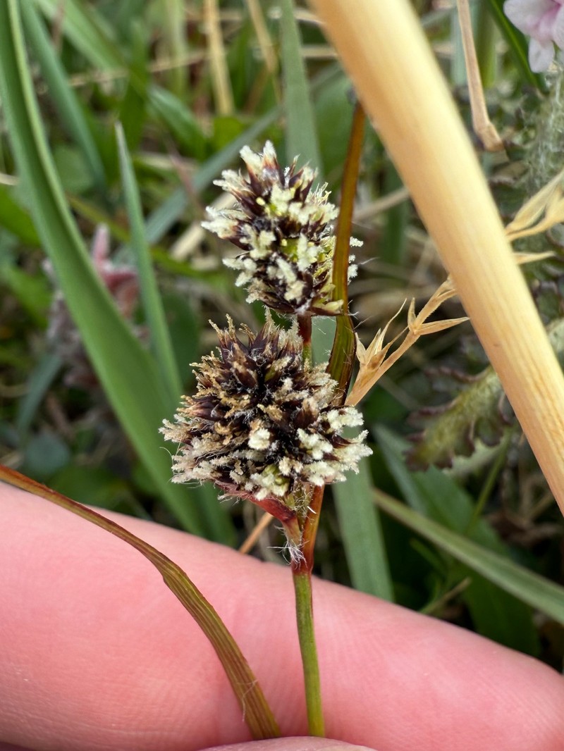 Luzula multiflora subsp. frigida photo 3