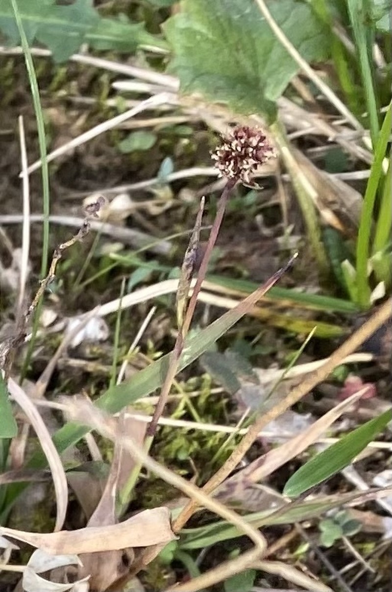 Arctic Woodrush photo 4