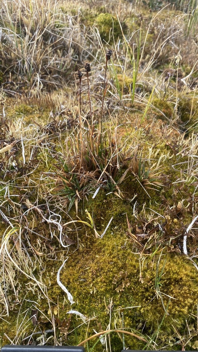 Arctic Woodrush photo 7