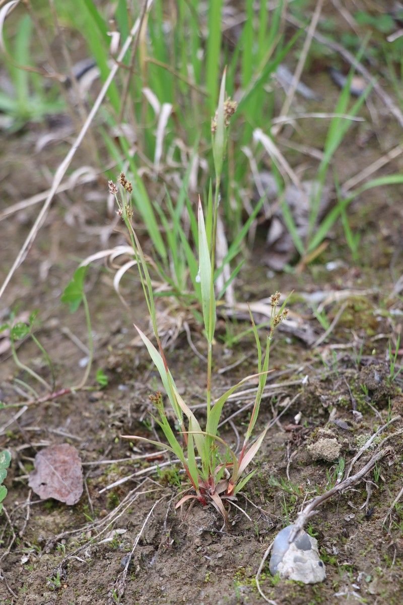 Eurasian Woodrush photo 2