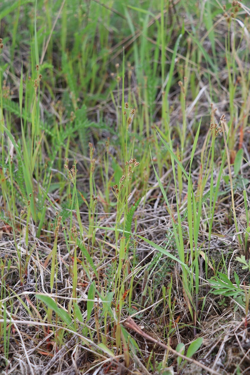 Eurasian Woodrush photo 3