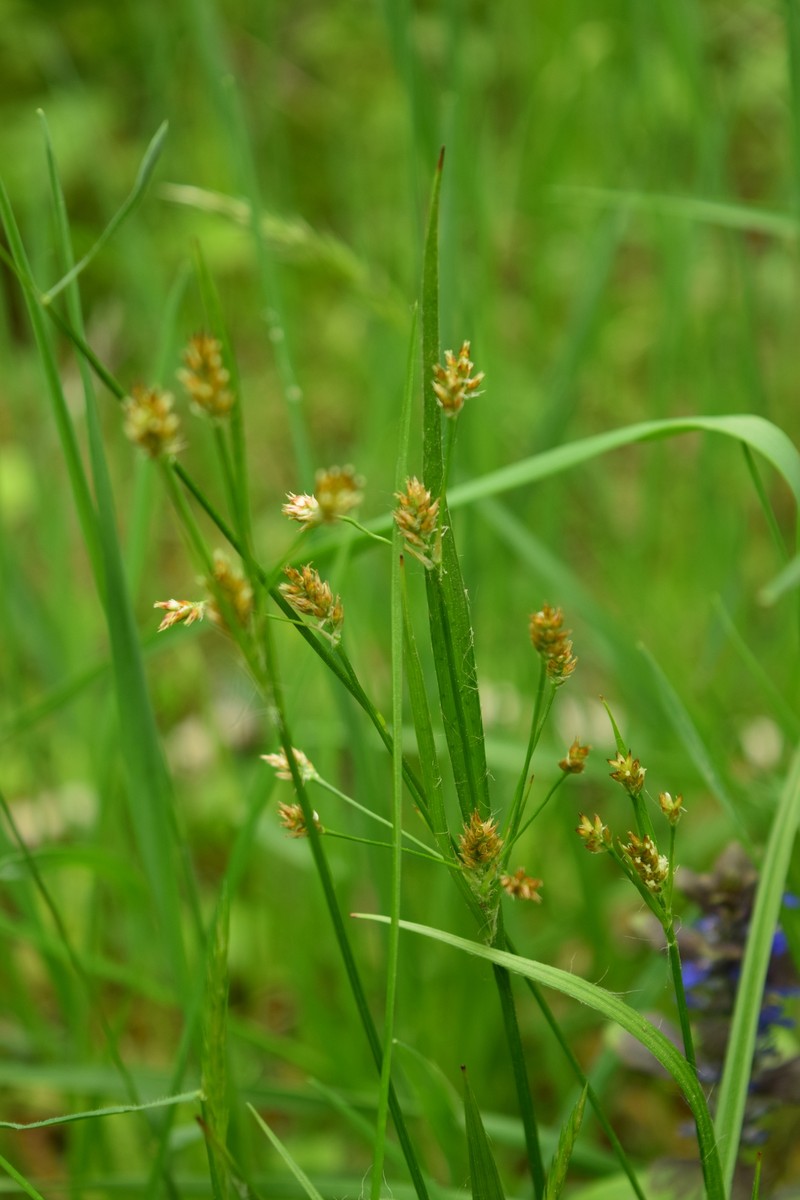 Eurasian Woodrush photo 4