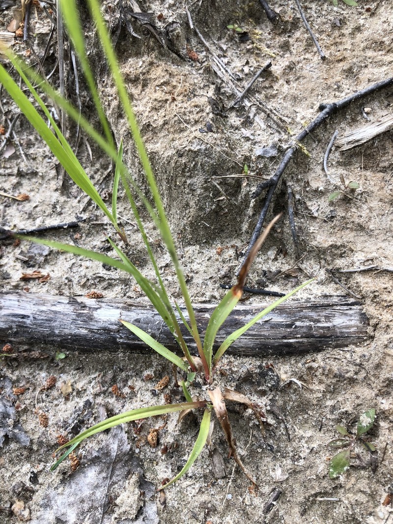 Eurasian Woodrush photo 5