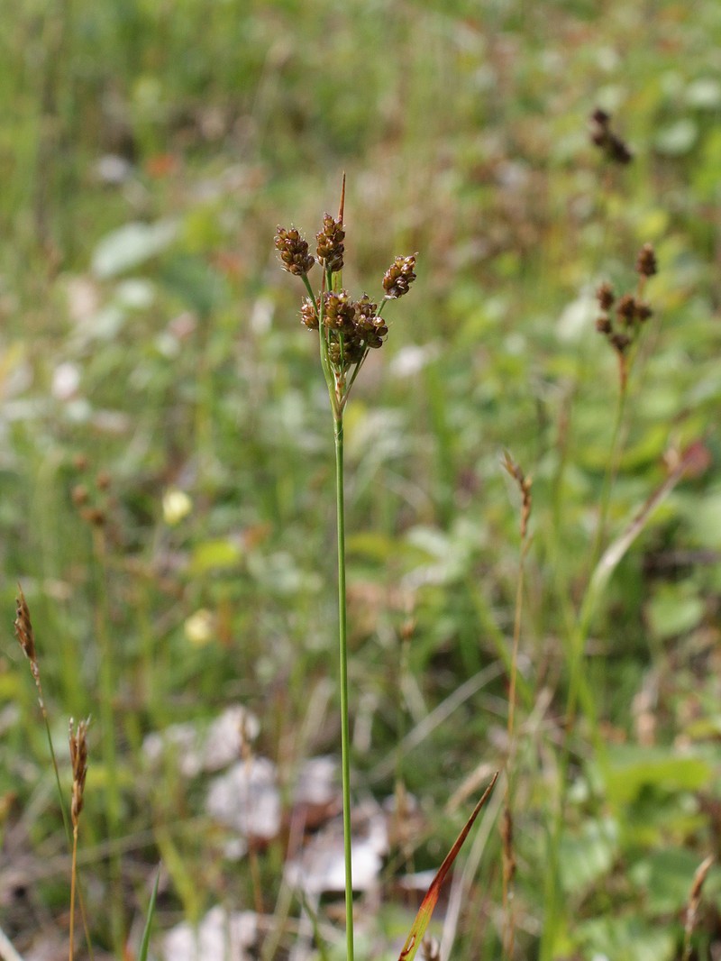 Eurasian Woodrush photo 6