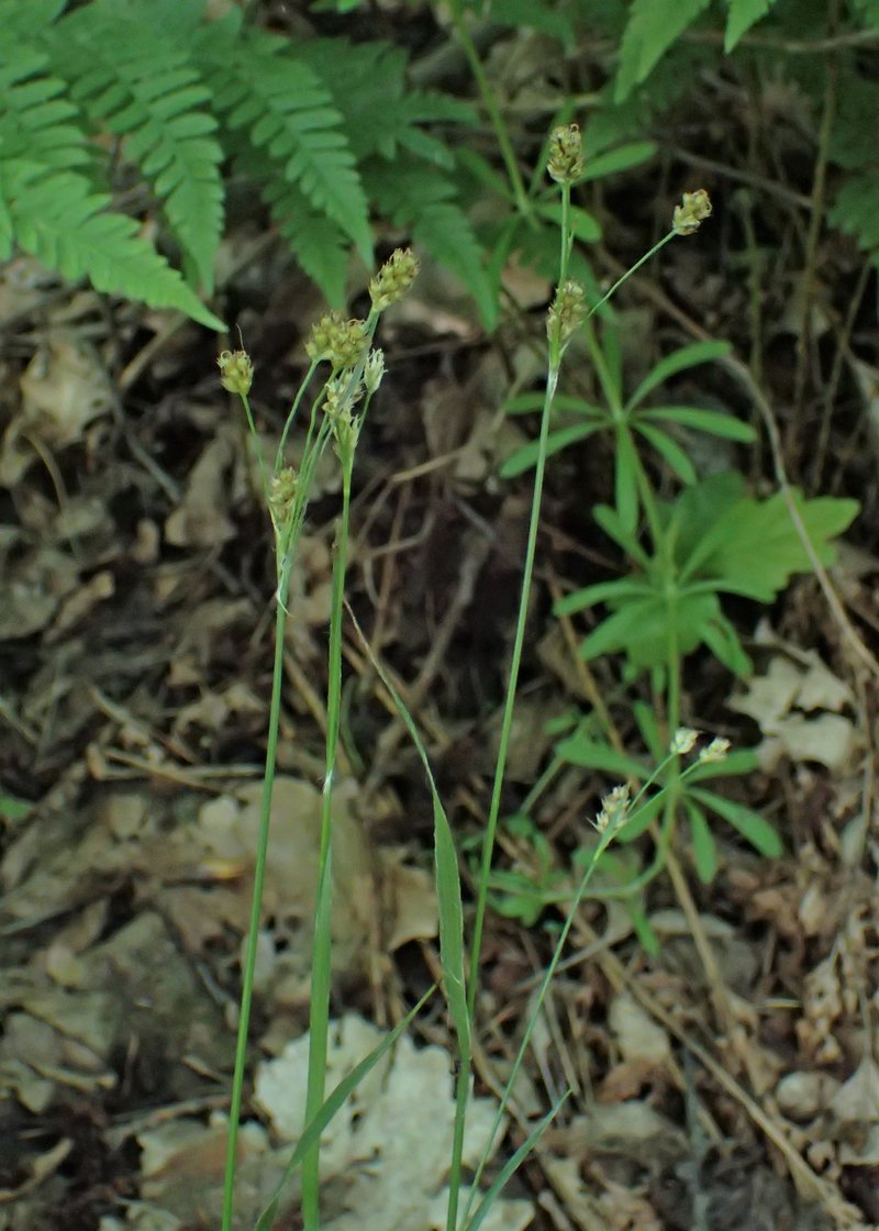 Eurasian Woodrush photo 7