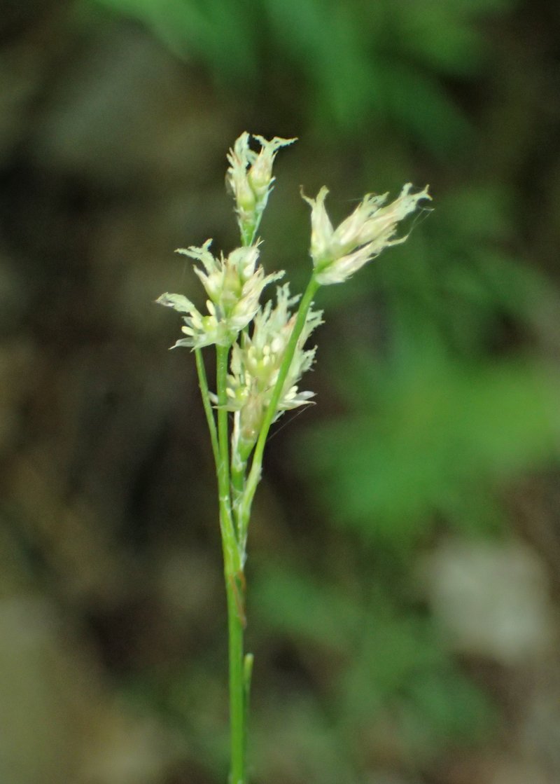 Eurasian Woodrush photo 8
