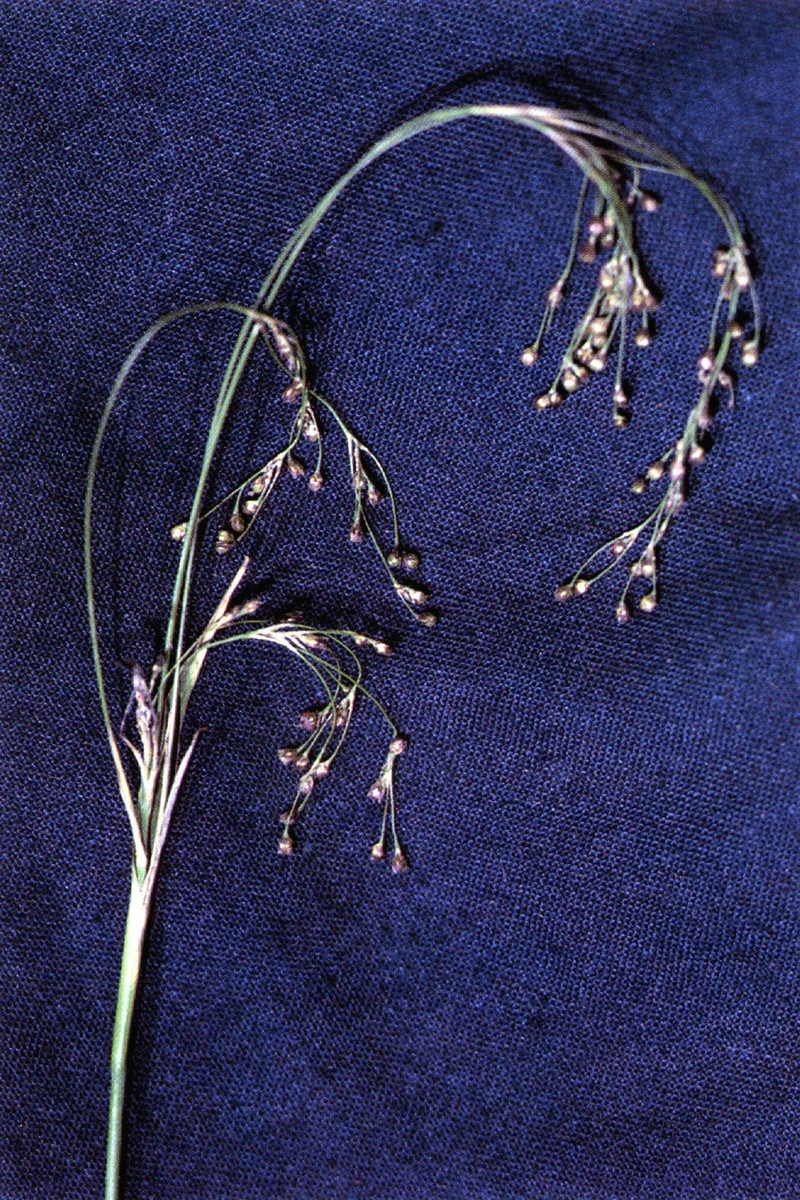 Smallflowered Woodrush
