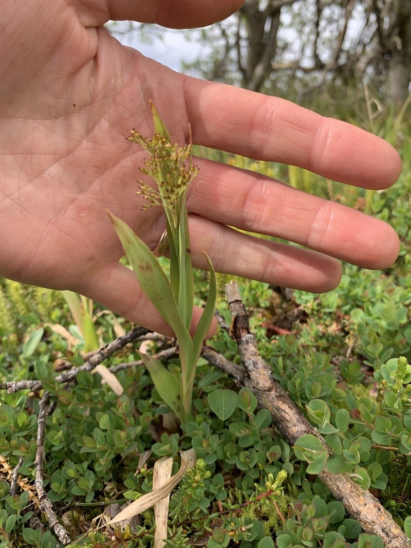 Smallflowered Woodrush photo 4