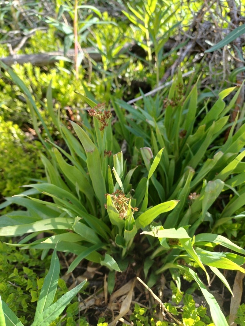Smallflowered Woodrush photo 5