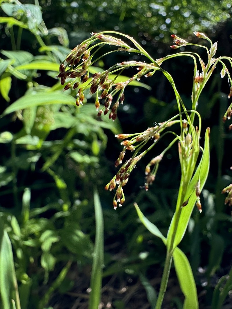 Smallflowered Woodrush photo 6