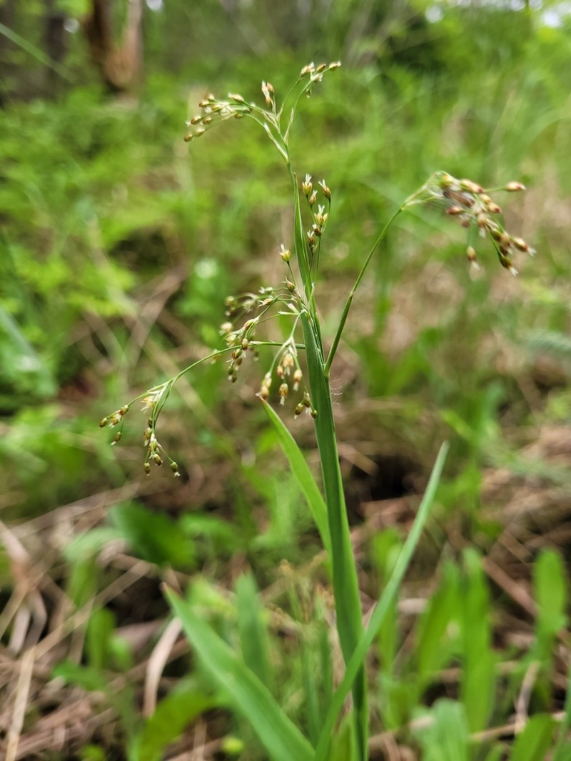 Smallflowered Woodrush photo 7