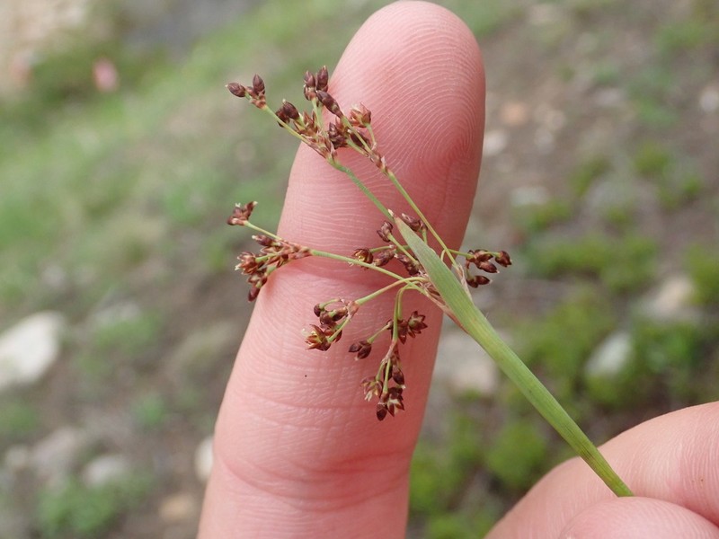Smallflowered Woodrush photo 8