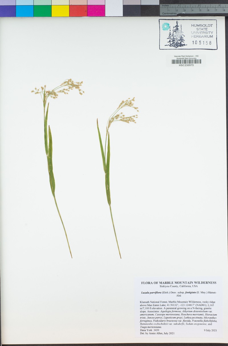 Smallflowered Woodrush