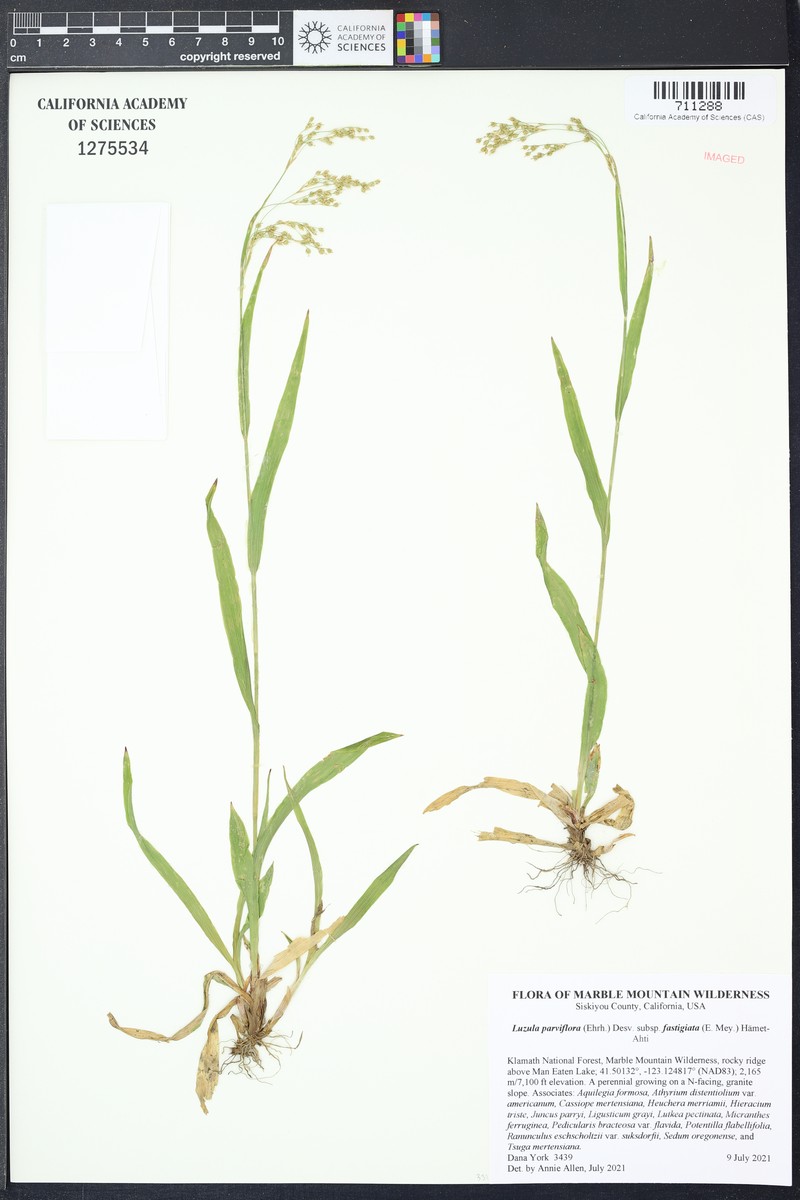 Smallflowered Woodrush photo 2