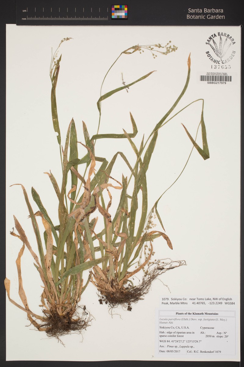 Smallflowered Woodrush photo 3