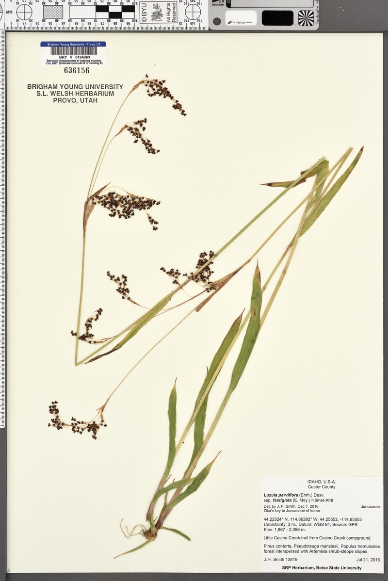 Smallflowered Woodrush photo 4