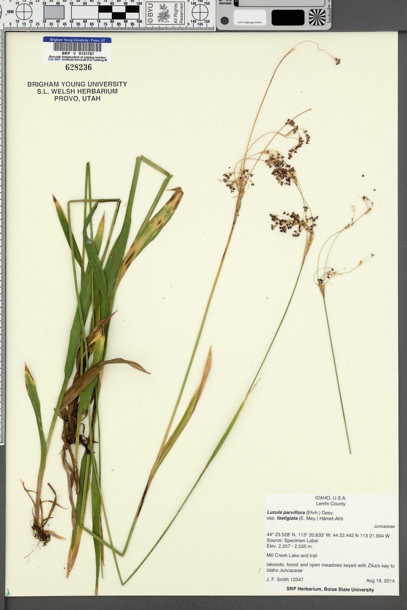 Smallflowered Woodrush photo 6