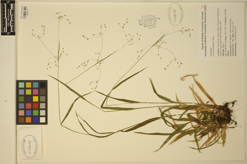 Smallflowered Woodrush photo 7
