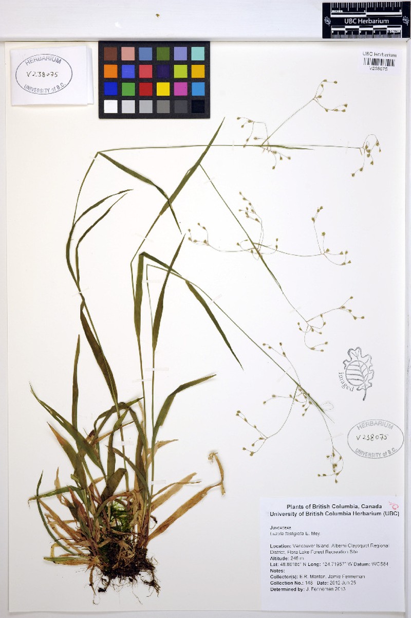 Smallflowered Woodrush photo 8