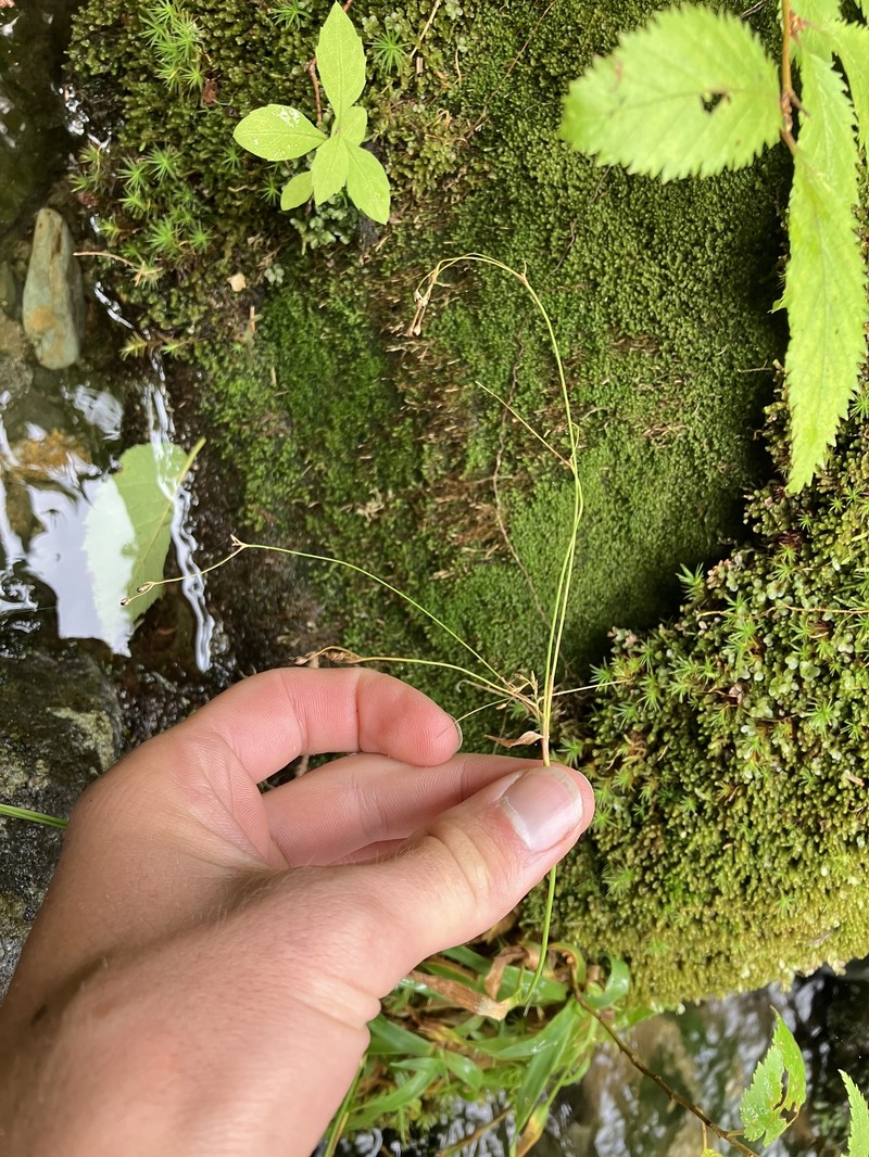 Luzula parviflora subsp. melanocarpa photo 2