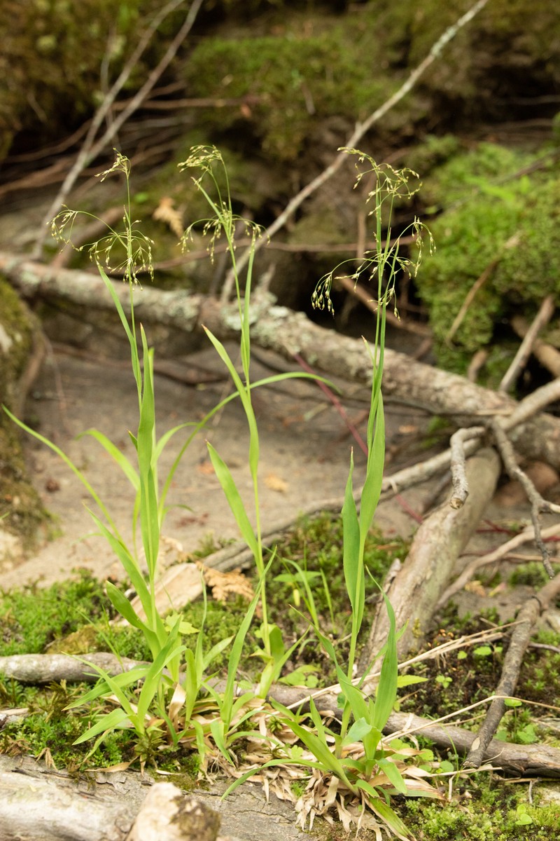 Luzula parviflora subsp. melanocarpa photo 3