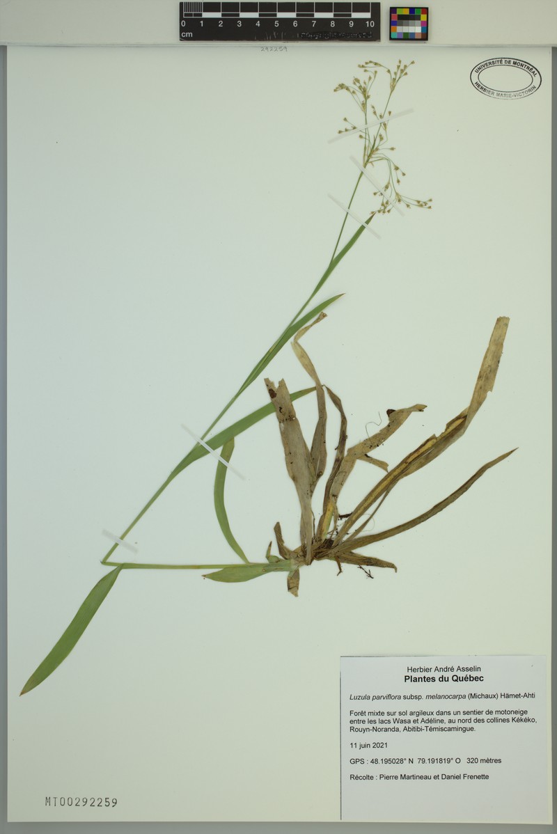 Luzula parviflora subsp. melanocarpa photo 4