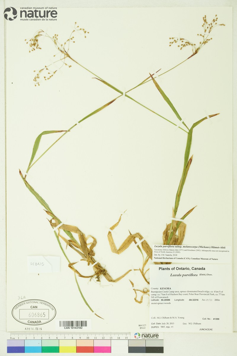 Luzula parviflora subsp. melanocarpa photo 5