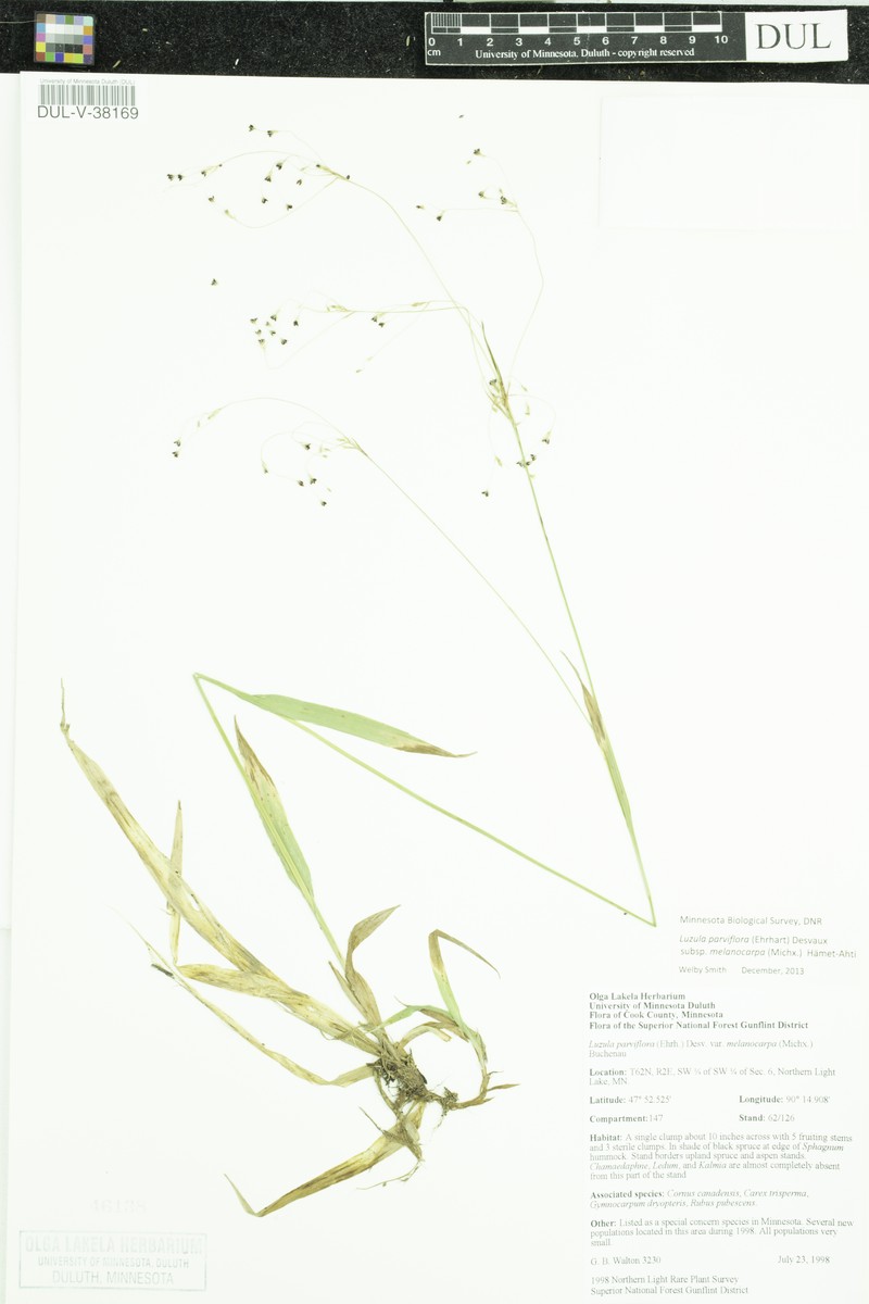 Luzula parviflora subsp. melanocarpa photo 6