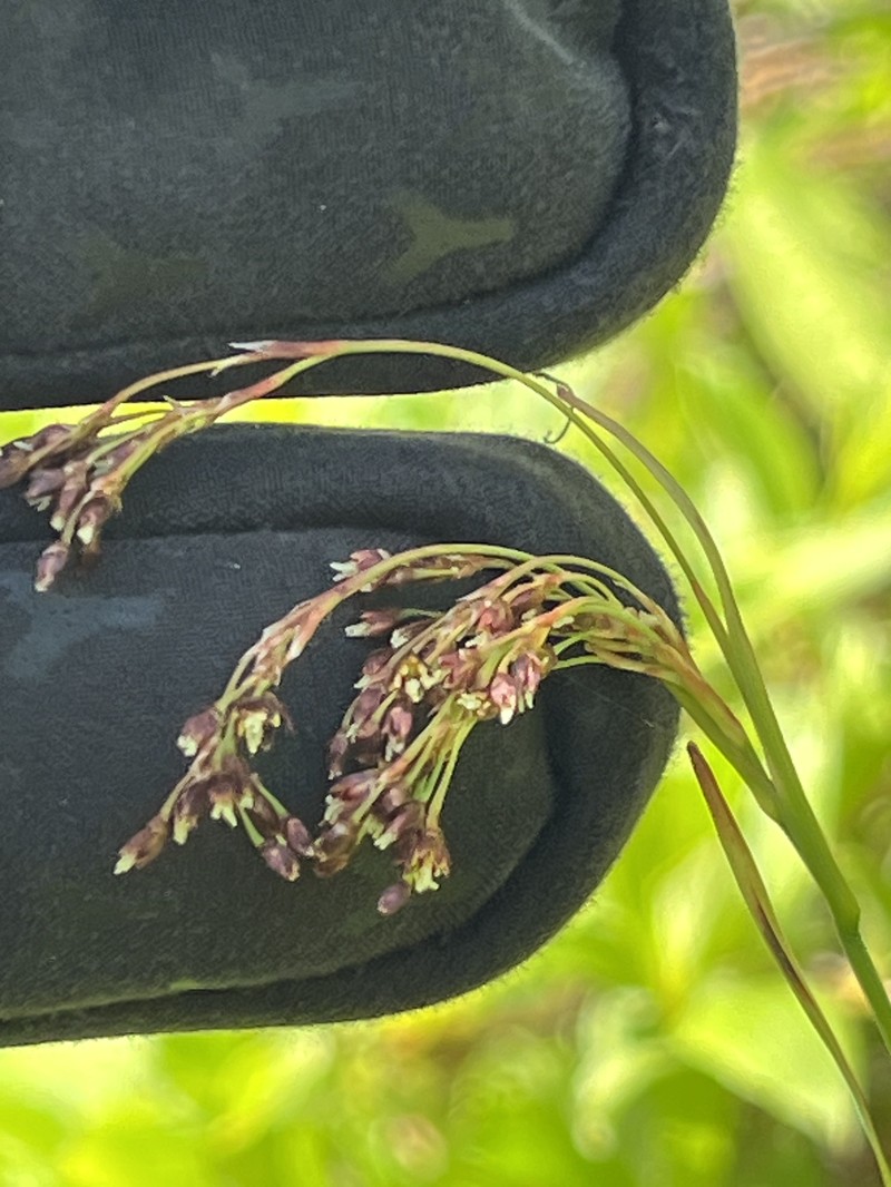Luzula parviflora subsp. parviflora
