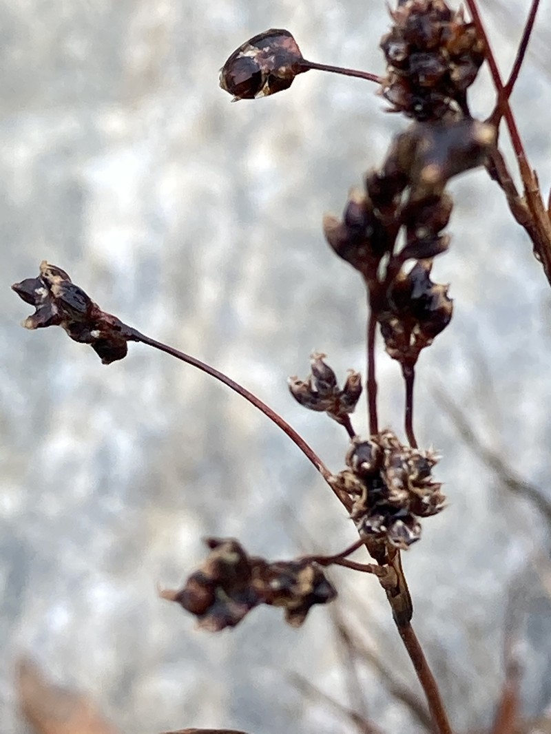 Luzula parviflora subsp. parviflora photo 2